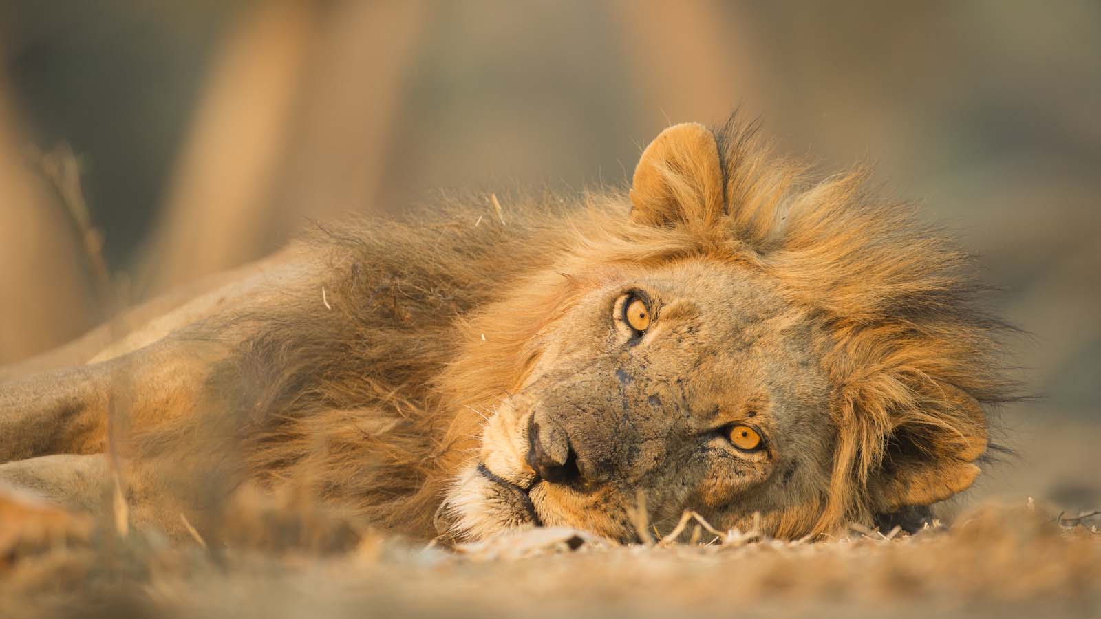 safari africa