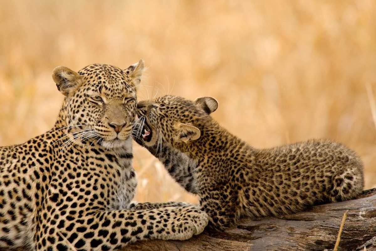 leopard12