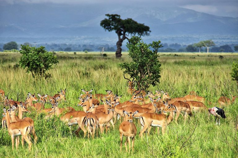 Mikumi_National_Park_Impalas_100