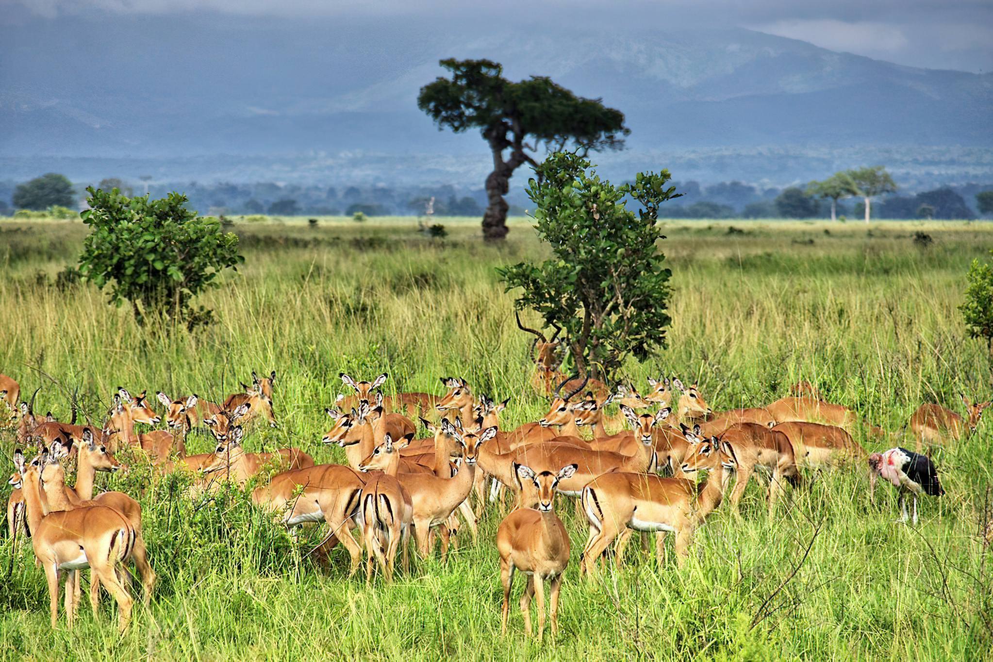 Mikumi_National_Park_Impalas_100