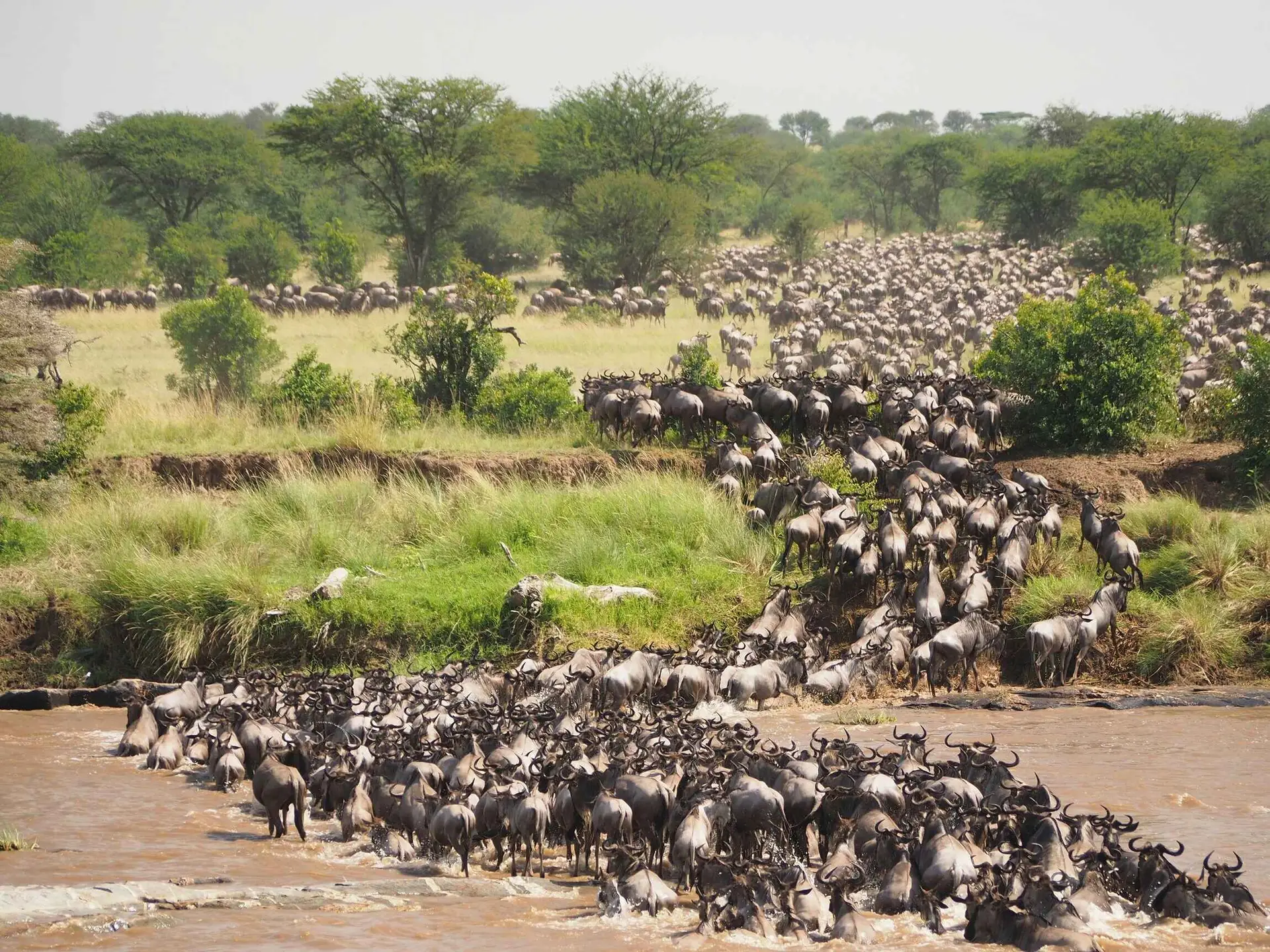 Wildebeest-1